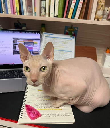 신만두가 이미지
