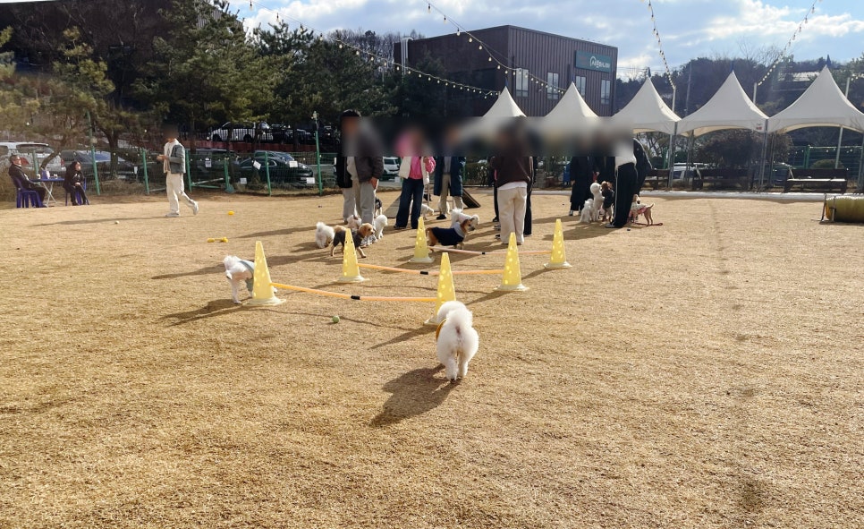 뽀야네딩가댕가 이미지