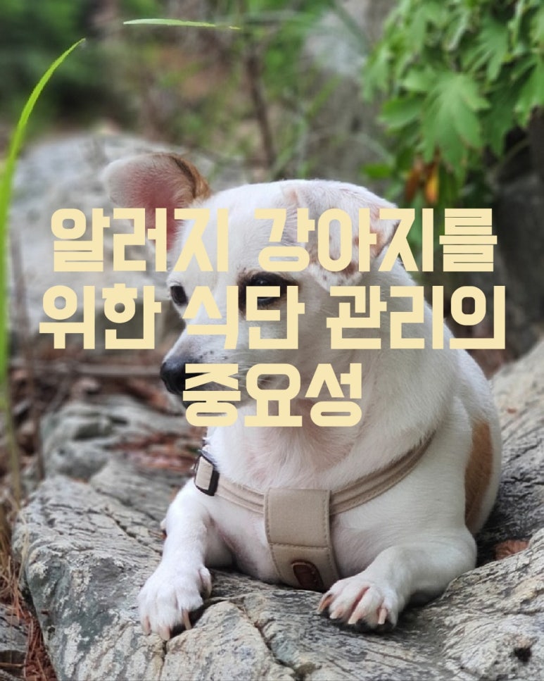알러지 강아이를 위한 식단 관리의 중요성