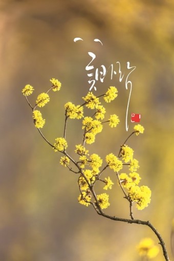 진하다 이미지