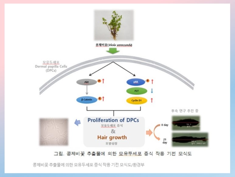 비비비원 이미지