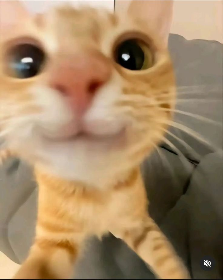 현대떡집 이미지