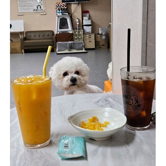 개랑 놀아주는 남자 이미지
