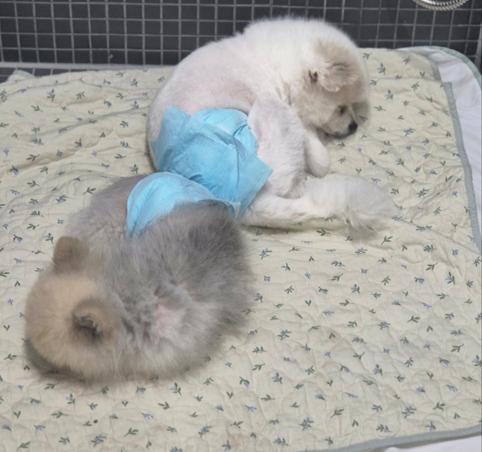 보담 이미지