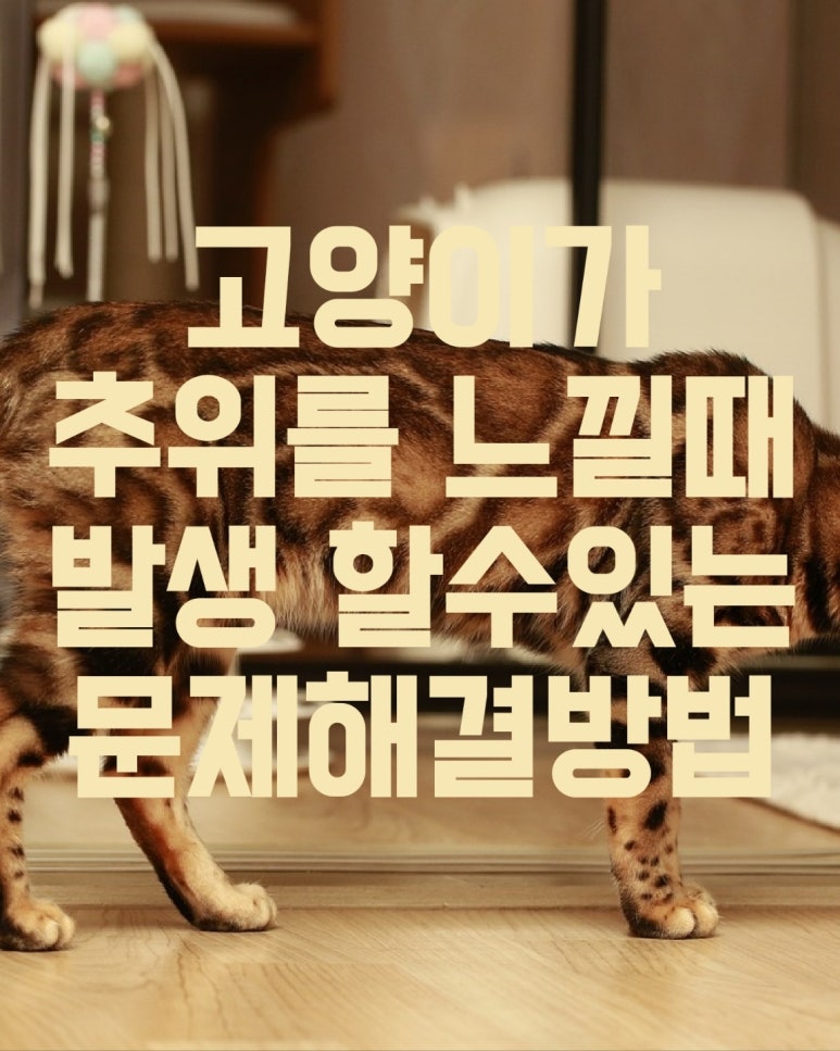 고양이가 추위를 느낄 때 발생할 수 있는 문제와 해결 방법