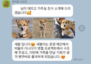 웰컴독 이미지