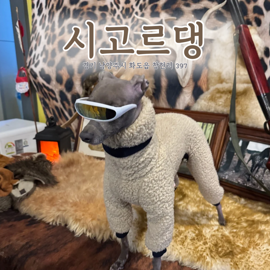 시고르댕 이미지