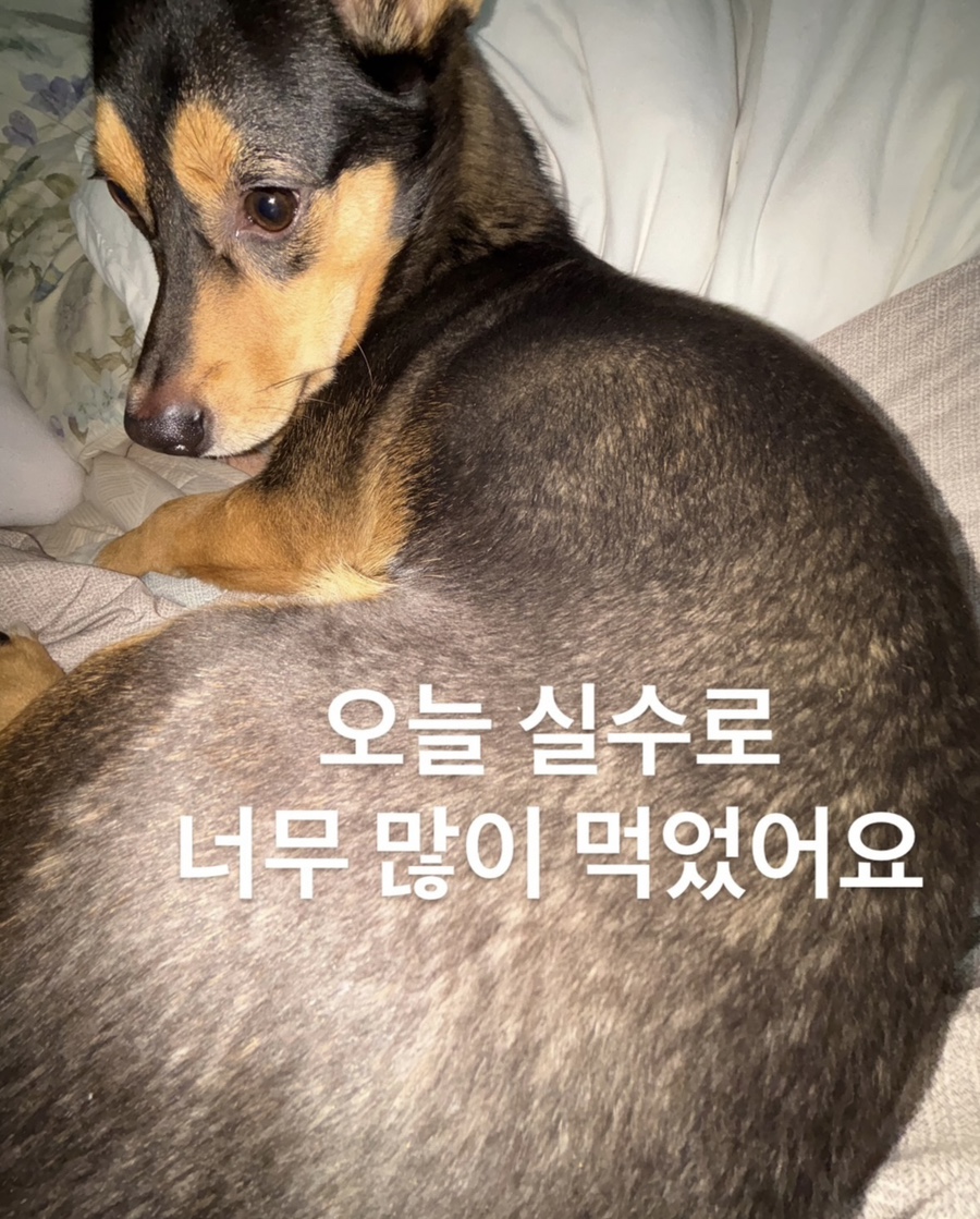 먹보 이미지