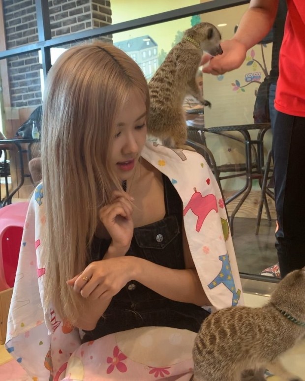 34로제 이미지