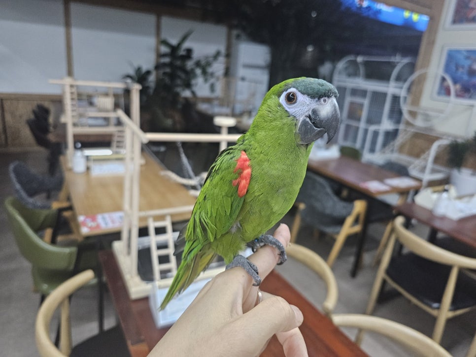 앵무세상 이미지