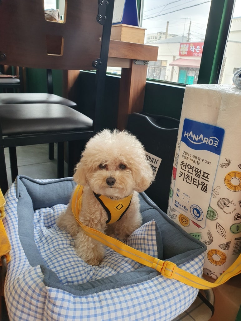 호두네칼국수 이미지