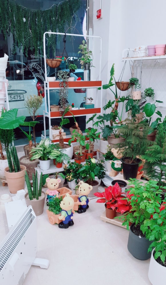 온블뤼떼 이미지
