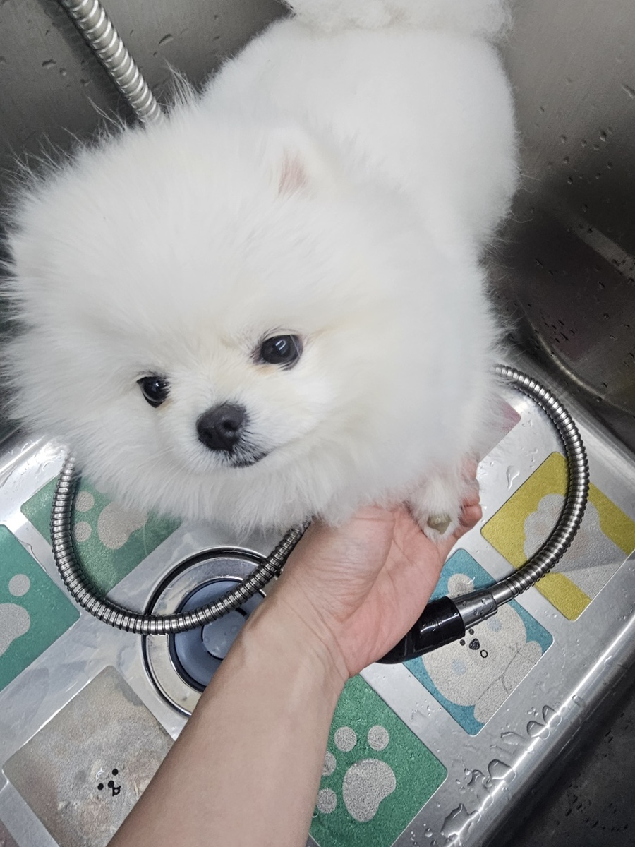 다미살롱 이미지