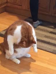 경복궁개성손만두 이미지