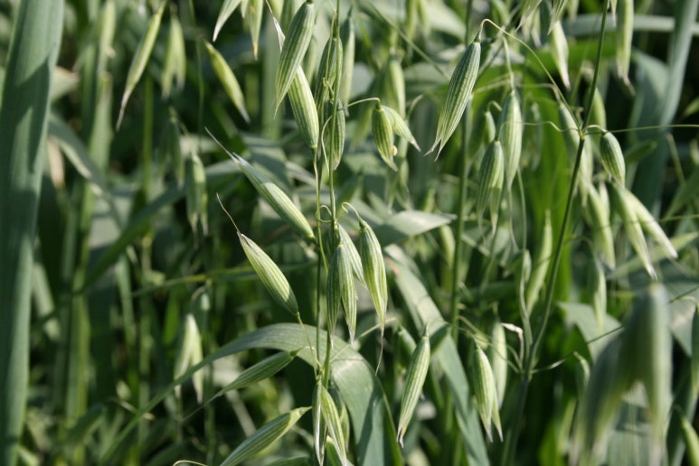 귀리[燕麥, Oat(s)] : 네이버 블로그