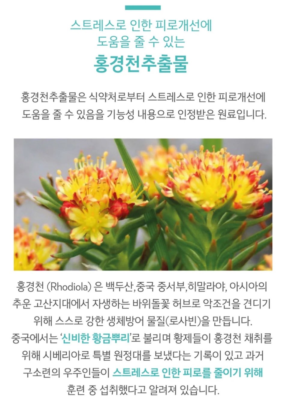 트라이엄프뉴)트라이엄프뉴 이미지