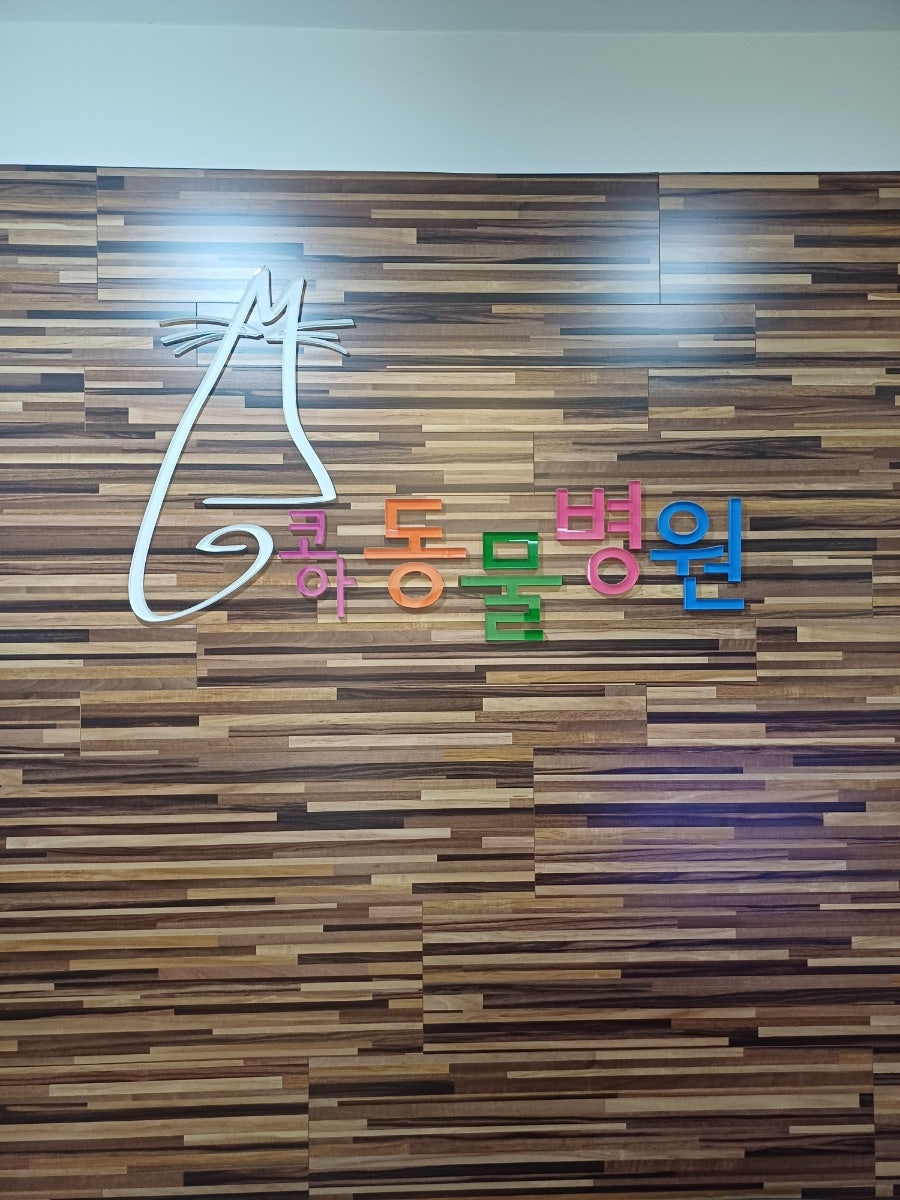 광주 고양이 암컷 중성화 수술 후기 및 비용 안내 — 사진 8