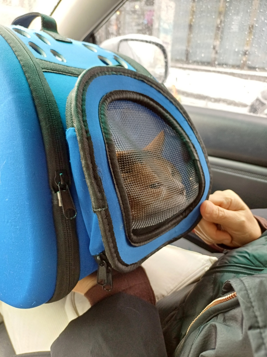 광주 고양이 암컷 중성화 수술 후기 및 비용 안내 — 사진 4