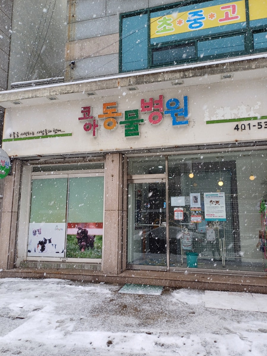 광주 고양이 암컷 중성화 수술 후기 및 비용 안내 — 사진 7