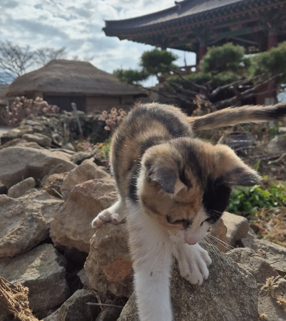 거목민박 이미지