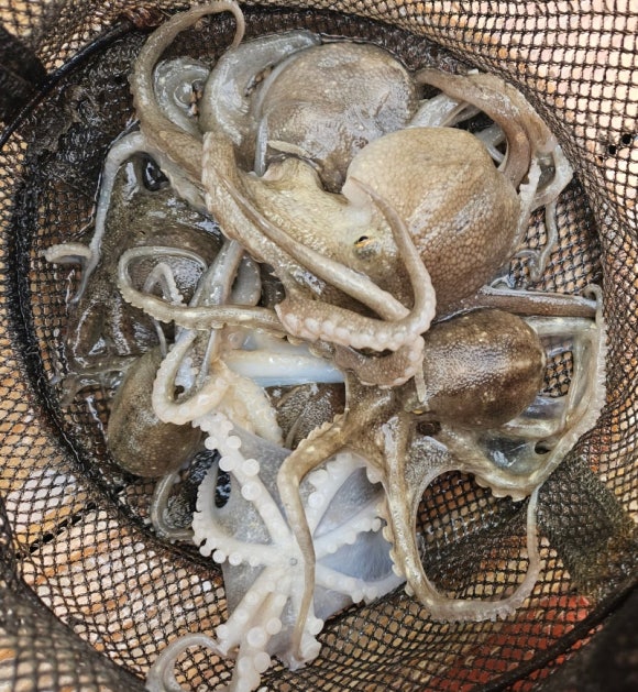 남해쭈꾸미 이미지