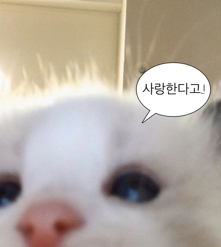붙이다니 이미지
