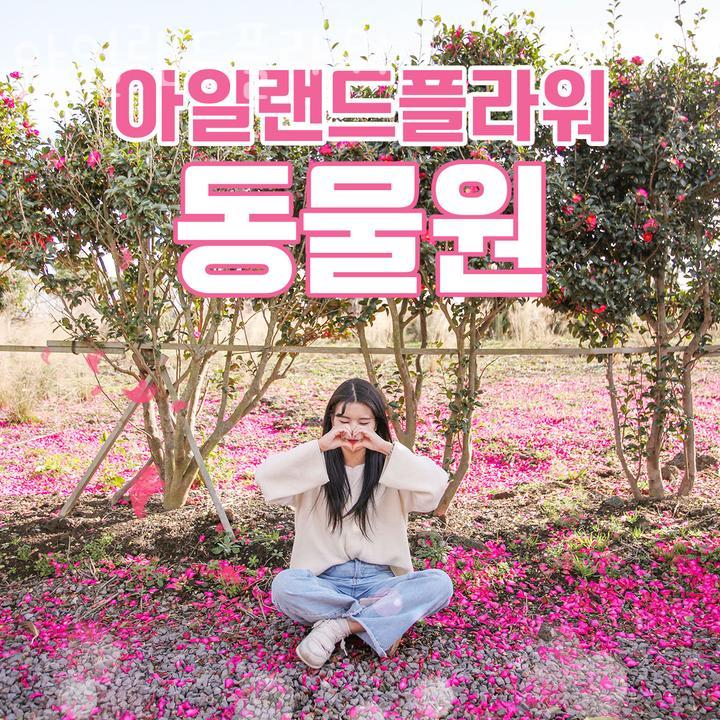 아일랜드플라워 이미지