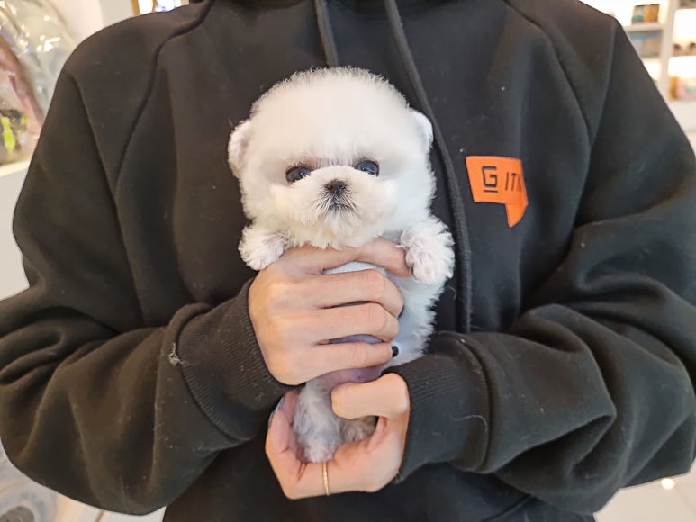 펫블리 이미지