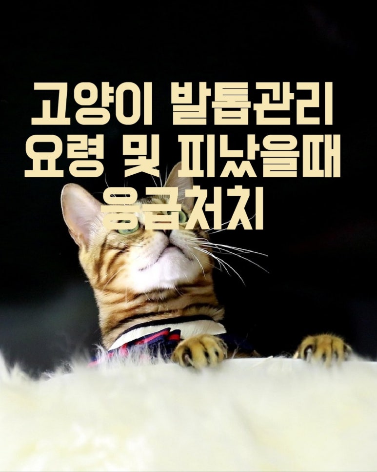 고양이 발톱 관리 요령 및 피났을때