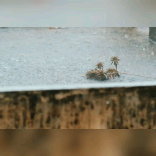쥬핑 이미지