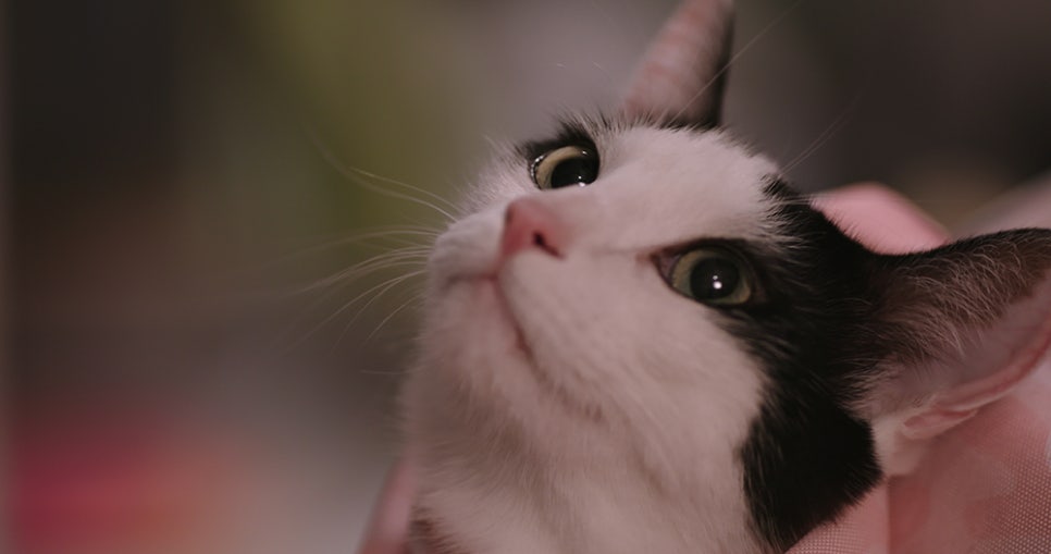 나만없어고양이 이미지