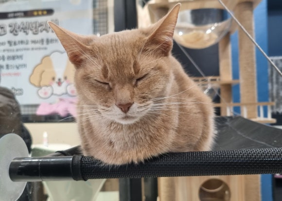멍브로 이미지