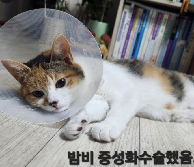 광주 고양이 암컷 중성화 수술 후기 및 비용 안내