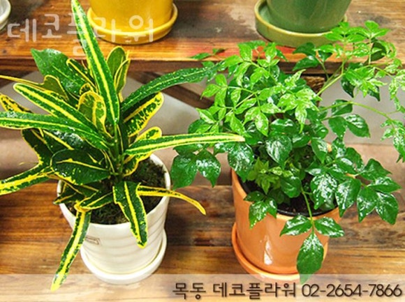 데코플라워 이미지