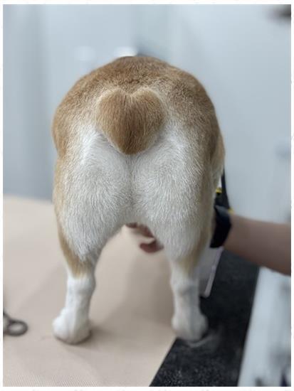 뽀그리미용실 이미지