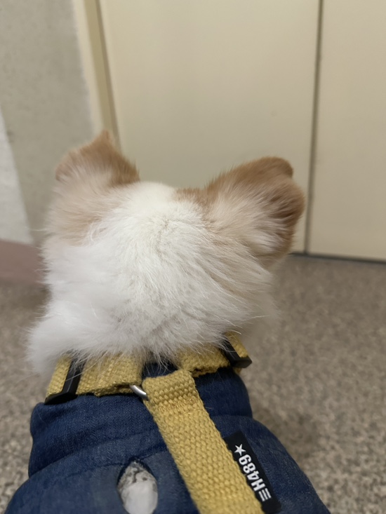 꼬치지예 이미지