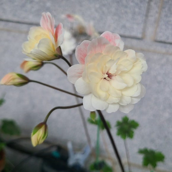 라라 마조리 이미지