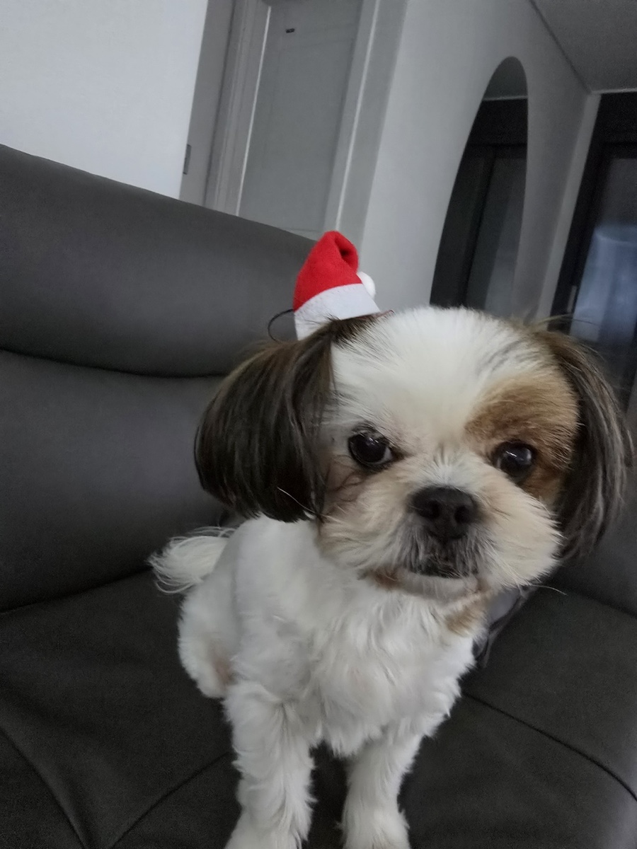 오푸푸 이미지