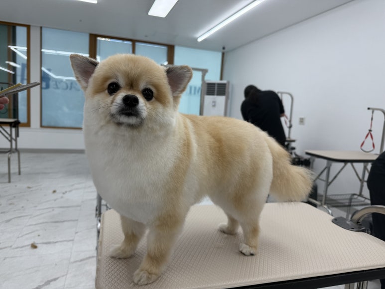 에이스애견미용학원 이미지