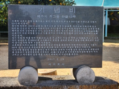 제주커피식물원 이미지