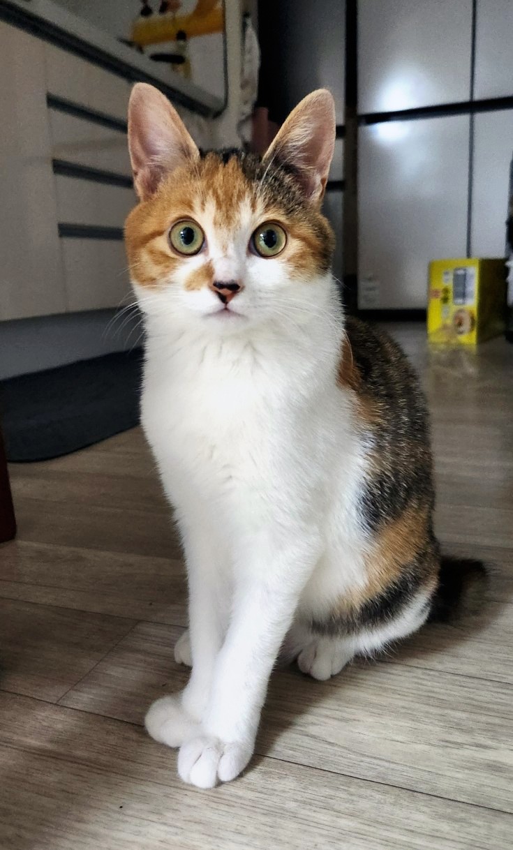 광주 고양이 암컷 중성화 수술 후기 및 비용 안내 — 사진 3