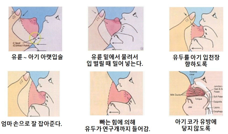 다울아이 이미지