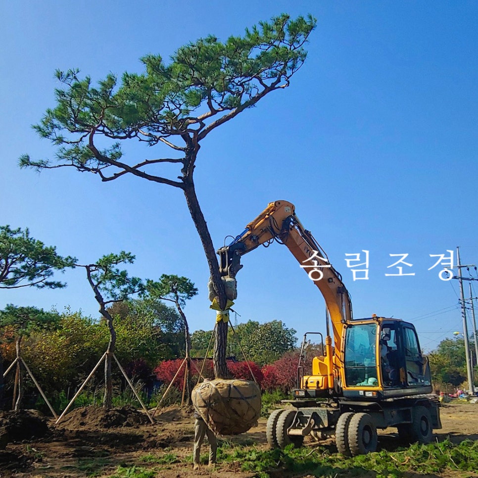 송림조경 이미지