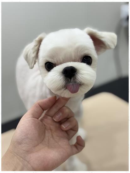 뽀그리미용실 이미지