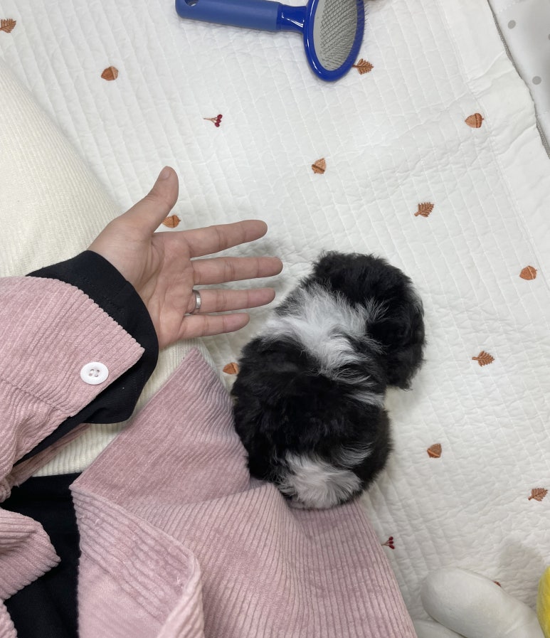 언니네 강아지 이미지