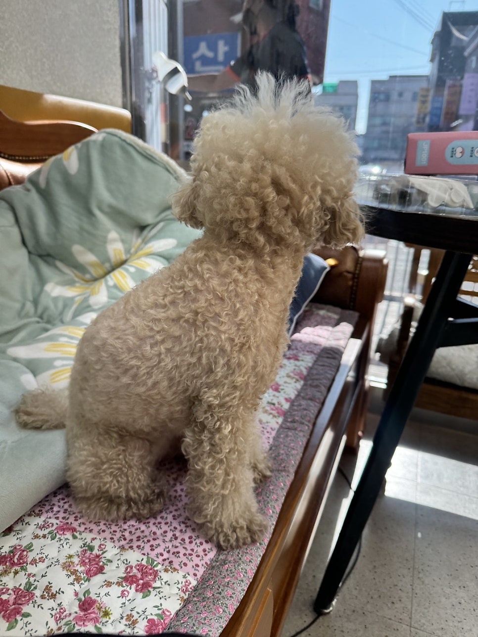 방화동 강아지 셀프 미용 배우기: 하이독스 1:1 수업 후기 — 사진 4