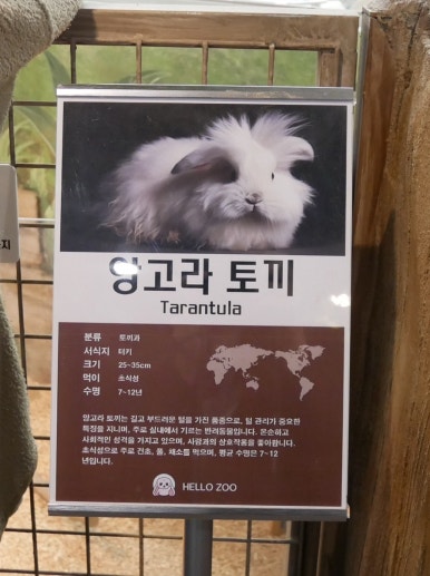 헬로우쥬 카페 이미지