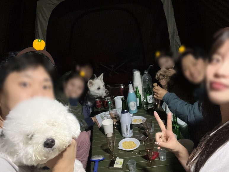 위드독스in포천 이미지