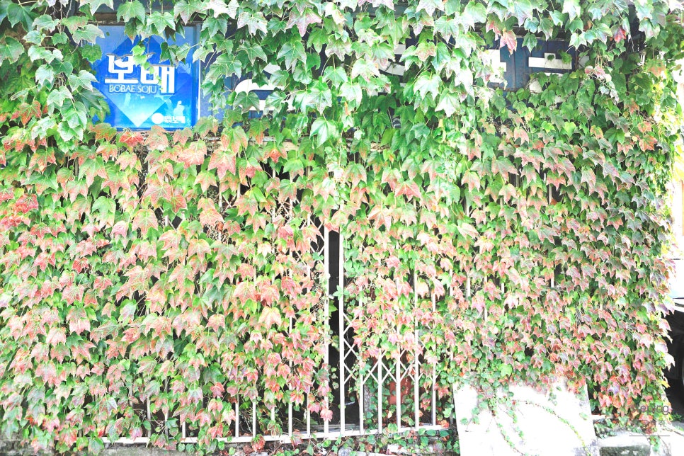 정주상회 이미지