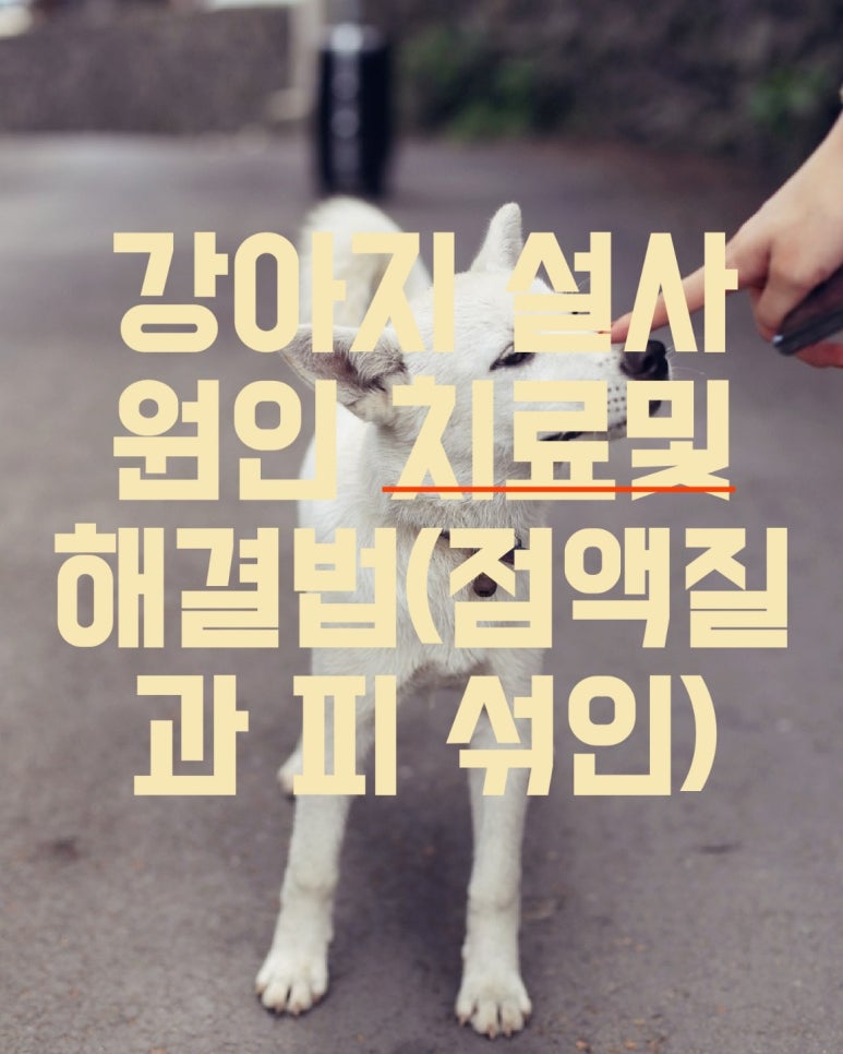 점액질과 피 섞인 강아지 설사 원인과 치료 및 해결방법
